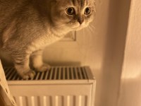 British shorthair dişi