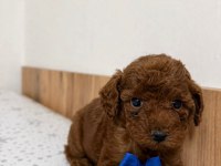 Orjinal izmir de garantili toy poodle