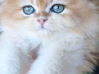 Ny12 Erkek British Longhair