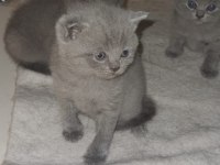 British shorthair