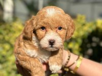 Orjinal Anne ve Babadan Maltipoo Bebeklerimiz