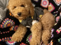 Aşılı Micro Çipli Poodle Erkek Yavrumuz