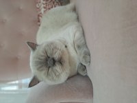 British shorthair blue point