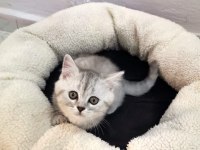 MİNİK PATİ KEDİLER YENİ AİLESİNE HAZIR