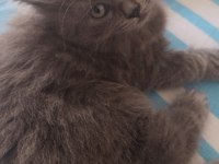 British longhair