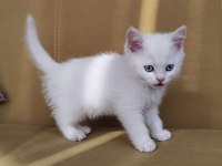 British shorthair ve scottish fold yavru köpeklerimiz