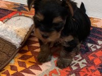30 mart doğumlu yorkshire terrier kızlar