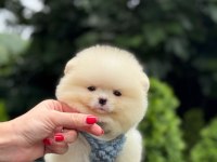 Sağlık ve ırk garantili pomeranian boo