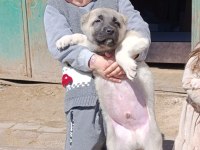 IRK GARANTİLİ SAFKAN KANGAL YAVRULAR