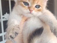 Acil Bursa Golden erkek ve dişi british shorthair yavrular