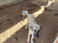 3.5 Aylık Kangal Erkek Yavru