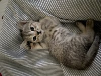 2 aylık british shorthair yavruma yuva arıyorum