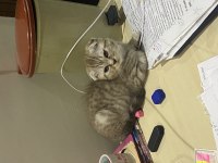 2.5 Aylık scottish fold sahiplendirmek istiyorum