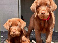 Birinci Sınıf Safkan Labrador Retriever Yavrular