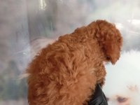 IRK VE SAĞLIK GARANTİ POODLE BEBEKLERİMİZ