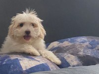 Maltipoo köpeğimi veriyorum