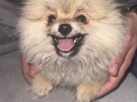 2.5 AYLIK ERKEK POMERANİAN KÖPEĞİ