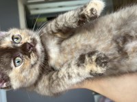 Scottish fold kırık kulak