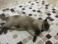 Çok sevimli uysal sakin bir kedidir kısır değildir