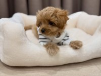 IRK GARANTİLİ MALTİPOO YAVRULARI