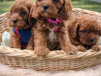 A Kalite Gerçek Orjinal Cavapoo Yavrular
