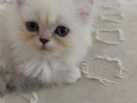 British Longhair Yavru Sahiplendirme