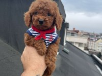 Red brown poodle yavrular