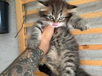 British longhair dişi iki aylık