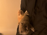2 aylık muhteşem ve özel british longhair