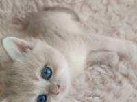 Golden british shorthair kızlar serisi