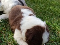 Ev üretimi border collie yavruları