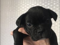 A Kalite Irk Garantili French Bolldog yavrularımız