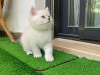 1.5 aylık iri cüsseli erkek british shorthair kedimiz