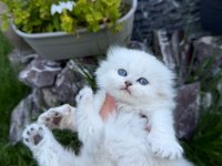 Yavru british longhair kediler