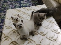 British Shorthair Kediler