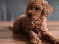 Teacup toy poodle yavrularımız
