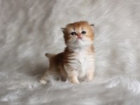 British Longhair Golden Ny11 Ny25 Bebekler