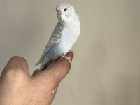 BEBEK MUHABBET KUŞU YENİ YEME DÜŞMÜŞ GÖNDERİM VAR