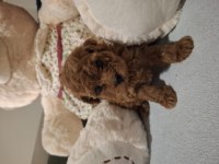Minik poodle prensesiniz sizi bekliyor