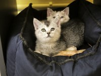 British Shorthair Calico Ve Silver İki Kardeş