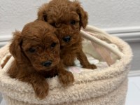 Üst Kalitede Toy Poodle Yavrular Sakarya