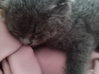 Minik scottish fold yeni yuvasını arıyor
