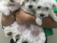 Maltese terrier bebekler