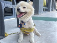 Malatya da 1.5 yaşında pomeranian