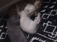 45 günlük erkek british shorthair