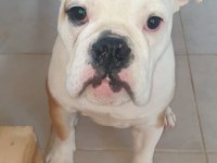 Safkan İngiliz Bulldog
