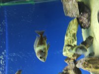 Masva Yavru Tropheus