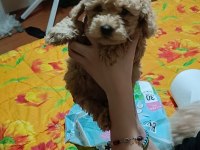 A KALİTE MALTİPOO KÖPEKLER