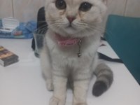 British Shorthair Yavrular Gönderim Mevcut