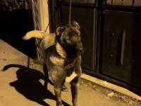 Herkül oğlu gerçek bir dev köpeğimiz